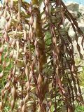 Himantoglossum hircinum